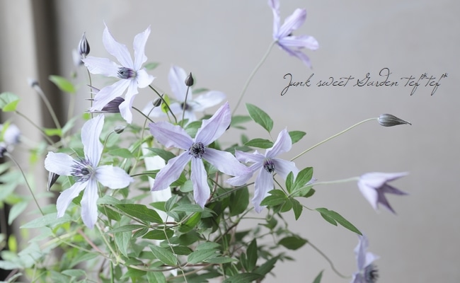専用✳︎及川フラグリーン✳︎クレマチス流星&風の方位花苗 及川