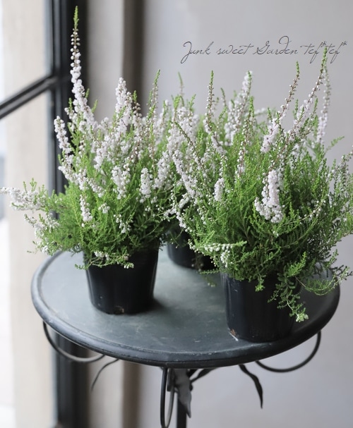 Ȭ�ź餭���롼�ʡ��֥륬�ꥹ���إۥ磻�ȡ��ԥ󥯡�C��