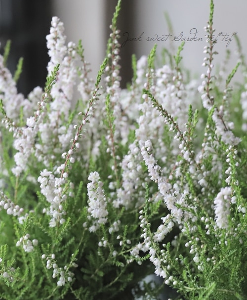 Ȭ�ź餭���롼�ʡ��֥륬�ꥹ���إۥ磻�ȡ��ԥ󥯡�C��