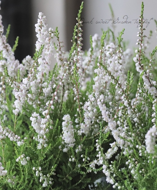 Ȭ�ź餭���롼�ʡ��֥륬�ꥹ���إۥ磻�ȡ��ԥ󥯡�C��