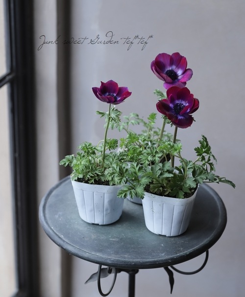 2年物！極 -きわみ-】 アネモネ 『チョコレート』 | すべての商品