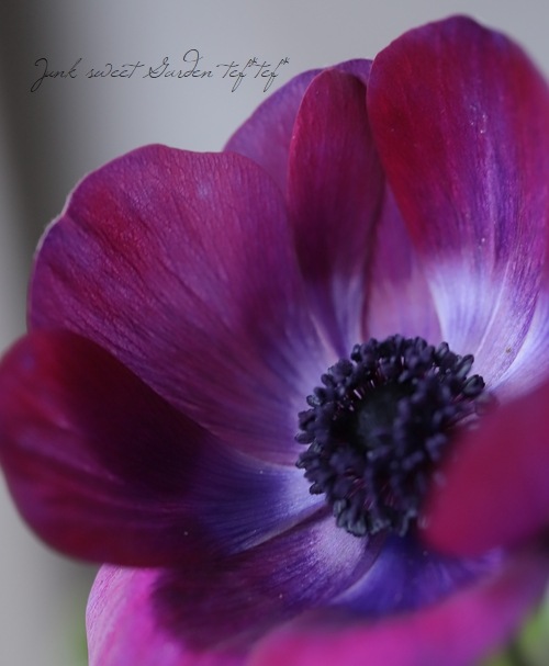 2年物！極 -きわみ-】 アネモネ 『チョコレート』 | すべての商品