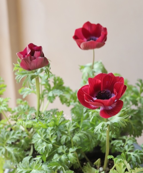 2年物！極 -きわみ-】 アネモネ 『チョコレート』 | すべての商品