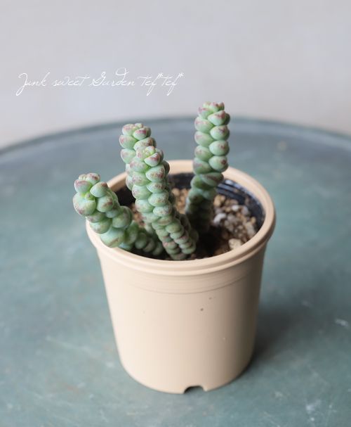 ��¿����ʪ�ۡ��إ٥ӡ�����饤���١�����å���°