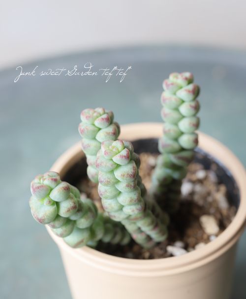 ��¿����ʪ�ۡ��إ٥ӡ�����饤���١�����å���°