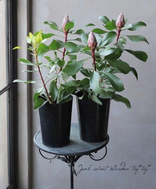 プロテア 『リトルプリンス』 オーストラリアンプランツ | すべての