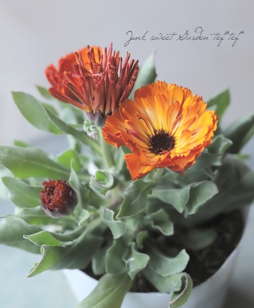 12_000000017265.jpg?1646136192