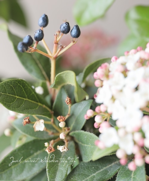 ビバーナム・ティヌス 『フレンチホワイト』 常緑ガマズミ | Flower