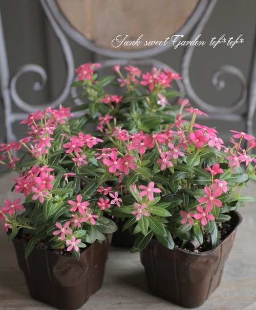 �˥��˥����� �ե����꡼������ �إ������ԥ󥯡�