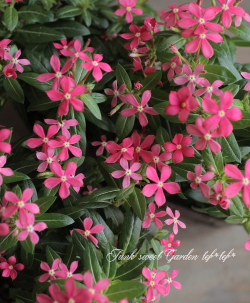 �˥��˥����� �ե����꡼������ �إ������ԥ󥯡�