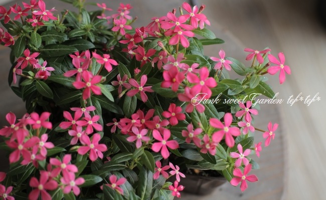 �˥��˥����� �ե����꡼������ �إ������ԥ󥯡�