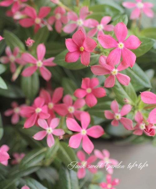 �˥��˥����� �ե����꡼������ �إ������ԥ󥯡�