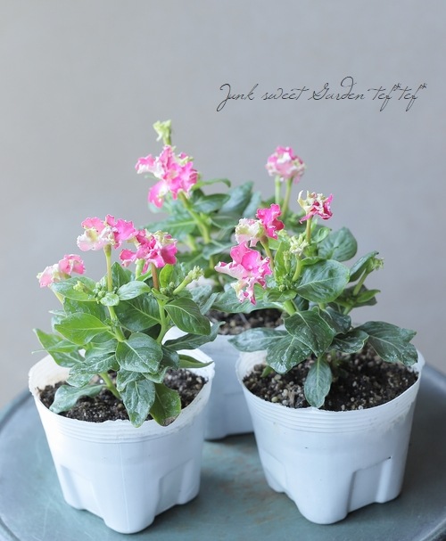 �˥��˥��������إԥ󥯥�������������