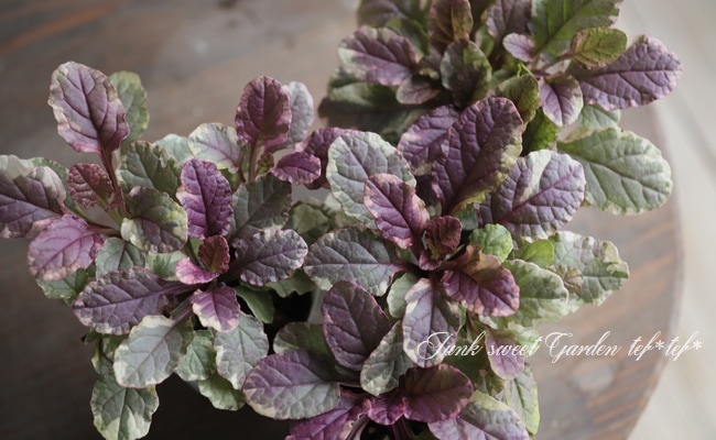 斑入りアジュガ 『マルチカラー』 | すべての商品 | | Junk sweet