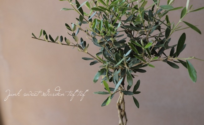 オリーブ 『編み仕立て』 | すべての商品 | | Junk sweet Garden tef*tef*