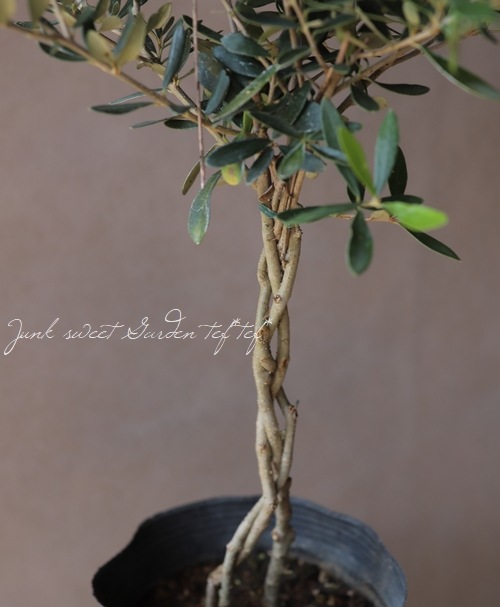 オリーブ 『編み仕立て』 | すべての商品 | | Junk sweet Garden tef*tef*