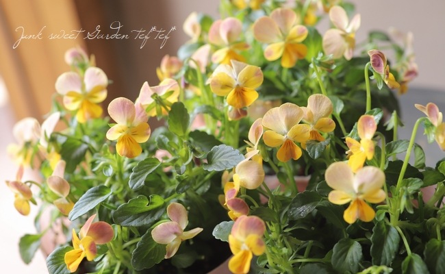 ���֥餵��Υ��ꥸ�ʥ�ӥ��顡����˥���˥��꡼���إϥˡ��ޥ������ɡ�