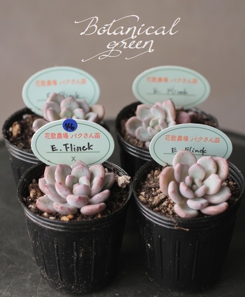 ¿ʪۡFlinck -ե-١٥ꥢ° ڹ񻺥ѥ