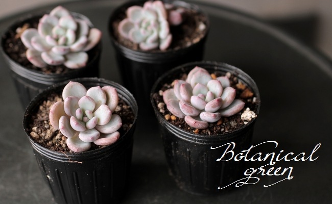 ¿ʪۡFlinck -ե-١٥ꥢ° ڹ񻺥ѥ