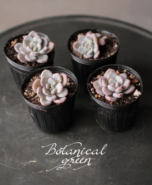 ¿ʪۡFlinck -ե-١٥ꥢ° ڹ񻺥ѥ