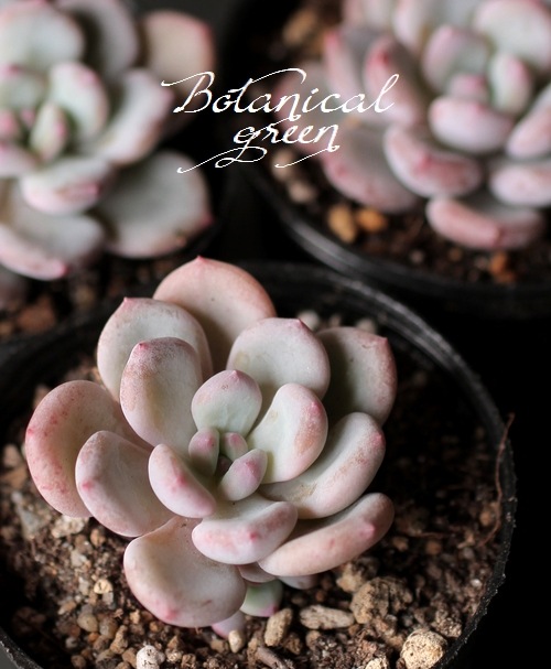 ¿ʪۡFlinck -ե-١٥ꥢ° ڹ񻺥ѥ