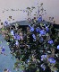 �٥��˥� �إ��른���֥롼��