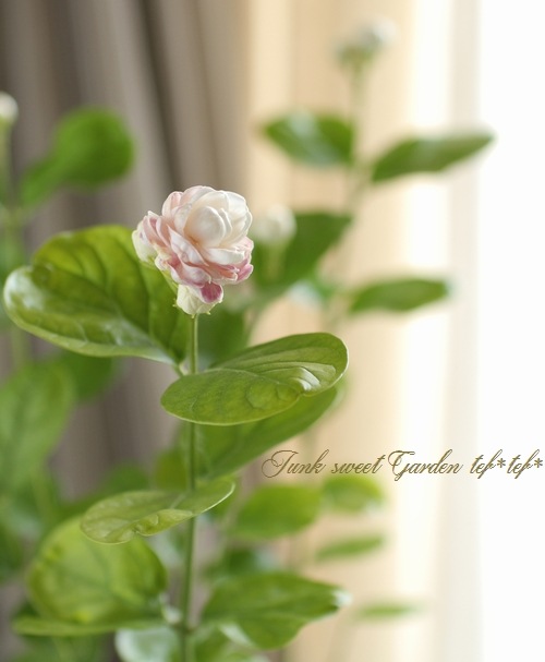 Ȭ�ź餭���㥹�ߥ󡡥��쥤���ե��ǥ����ޥĥꥫ �إ������ɡ�