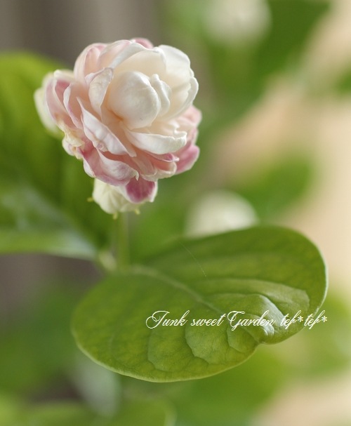 Ȭ�ź餭���㥹�ߥ󡡥��쥤���ե��ǥ����ޥĥꥫ �إ������ɡ�