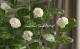 Ȭ�ź餭���㥹�ߥ󡡥��쥤���ե��ǥ����ޥĥꥫ �إ������ɡ�