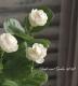 Ȭ�ź餭���㥹�ߥ󡡥��쥤���ե��ǥ����ޥĥꥫ �إ������ɡ�