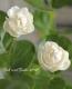 Ȭ�ź餭���㥹�ߥ󡡥��쥤���ե��ǥ����ޥĥꥫ �إ������ɡ�