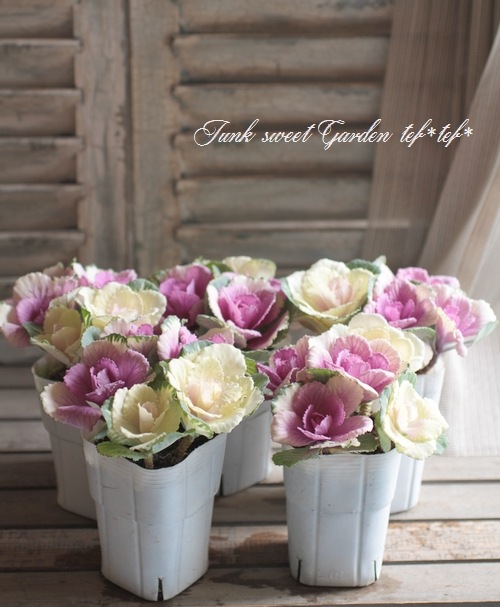 tef*tef*󤻿꡼ * no.31 *ղðΤȪL