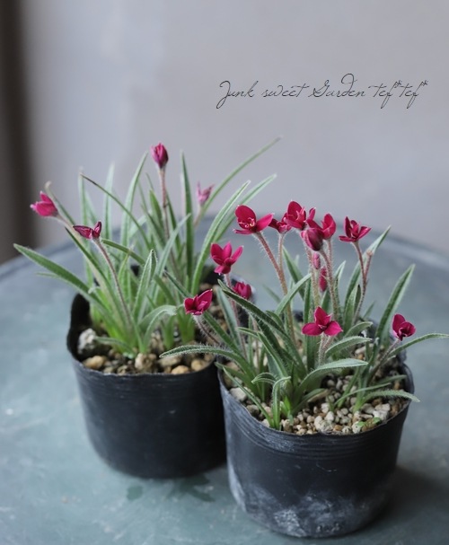 Ȭ�ź餭���åĺ� �����ɥҥݥ��������إ�ӡ��ε�����