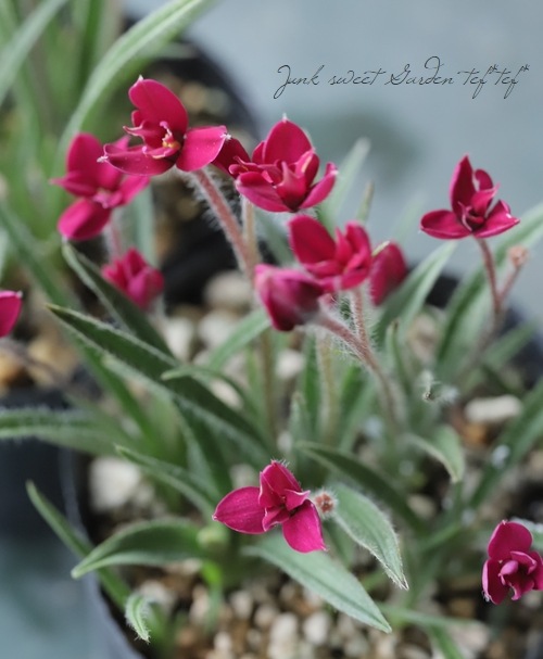 Ȭ�ź餭���åĺ� �����ɥҥݥ��������إ�ӡ��ε�����