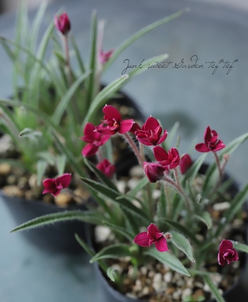 Ȭ�ź餭���åĺ� �����ɥҥݥ��������إ�ӡ��ε�����