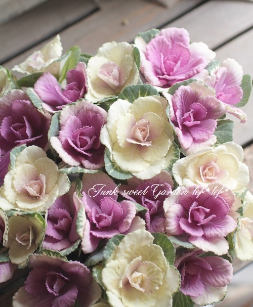 tef*tef*󤻿꡼ * no.31 *ղðΤȪL