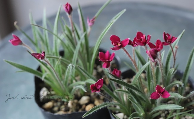 Ȭ�ź餭���åĺ� �����ɥҥݥ��������إ�ӡ��ε�����