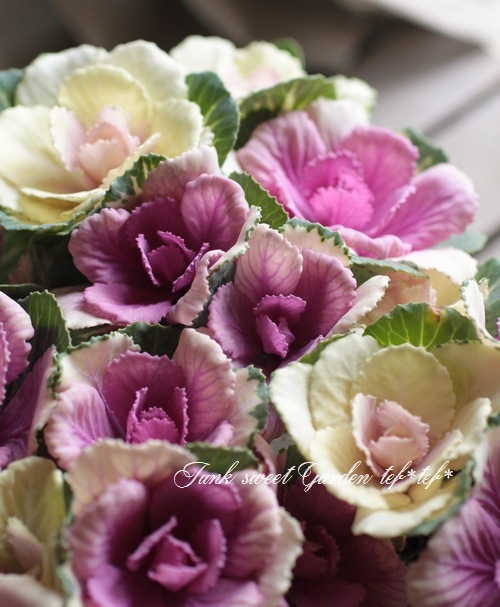 tef*tef*󤻿꡼ * no.31 *ղðΤȪL