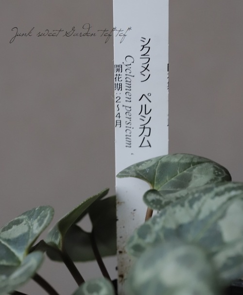 原種シクラメンペルシカム 横山ダブル 4号大株 【公式通販】 原種シクラメンペルシカム 横山ダブル 4号大株 【公式通販】