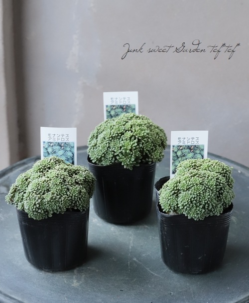多肉植物        モナンテス  アミドロス 多肉植物】『モナンテス・アミドロス』 | すべての商品 | | Junk sweet