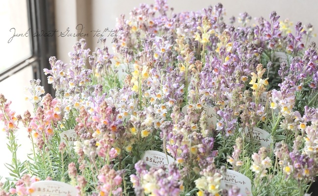 ゴトウナーセリーオリジナル】 宿根リナリア・姫金魚草 『まろん