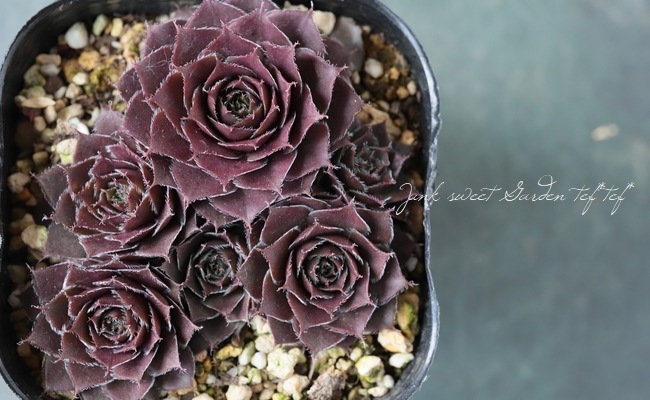 多肉植物】センペルビウム『ジュエルケース』 | Leaf Species,多肉植物