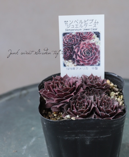 多肉植物】センペルビウム『ジュエルケース』 | Leaf Species,多肉植物