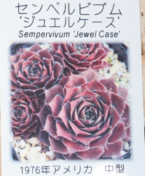 多肉植物】センペルビウム『ジュエルケース』 | Leaf Species,多肉植物