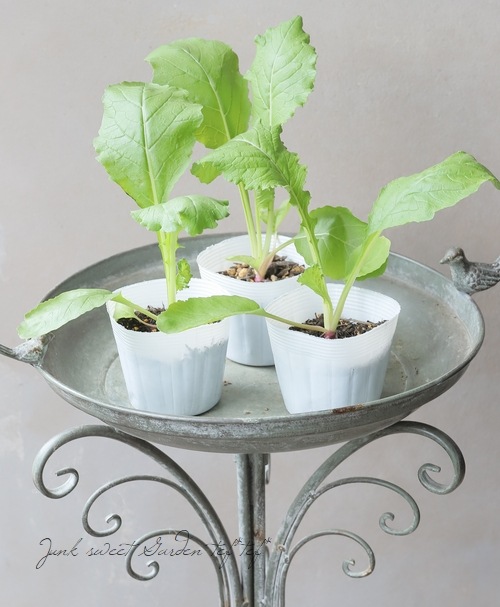 �ڲ����ڱ�� ��������� �ؤ��Τ����� �ݥåȤǰ�ġ�