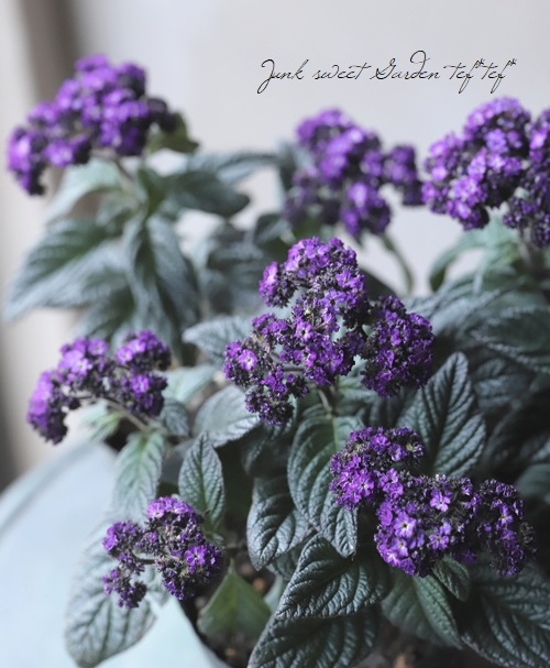 ヘリオトロープ 『パープル』 別名『香水草』 | すべての商品 | | Junk