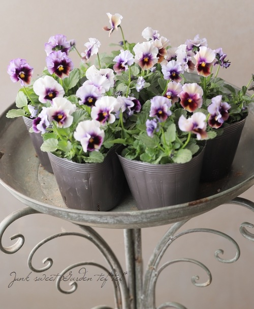 ߤإեѥ󥸡 إӥ塼ƥ Z31