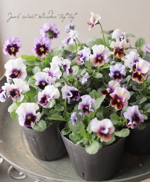 ߤإեѥ󥸡 إӥ塼ƥ Z31