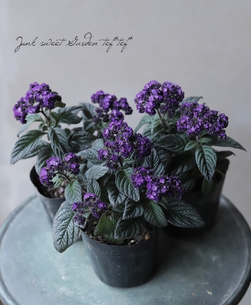 ヘリオトロープ 『パープル』 別名『香水草』 | すべての商品 | | Junk