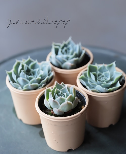 ��¿����ʪ�� �إ����󥹡��饰����������١������٥ꥢ° ���Ȥ����꡼��